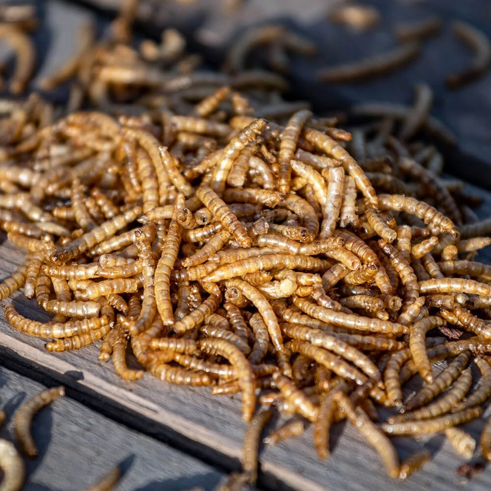 Eimer Mit Getrockneten Mehlwürmern 900 G 4 Eimer Mit Getrockneten Mehlwürmern 900 G - Image 2