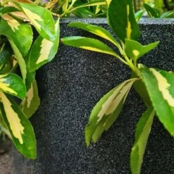 Capi Blumentopf, Recycelt Ø35x34 Oder Ø43x41 Cm -Vogel Futter Geschaft 300360119 ktg932