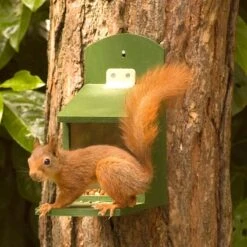 Starter-Set Mit Eichhörnchen-Futterautomat ,,Alberni” Und Nussmischung -Vogel Futter Geschaft 30305 3 1