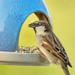 Mischung Für Kleine Vögel -Vogel Futter Geschaft 34345 12245