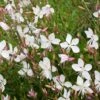Prachtkerze ‘Whirling Butterflies’ (Gaura Lindheimeri), 4 Stück -Vogel Futter Geschaft 67044 1 1