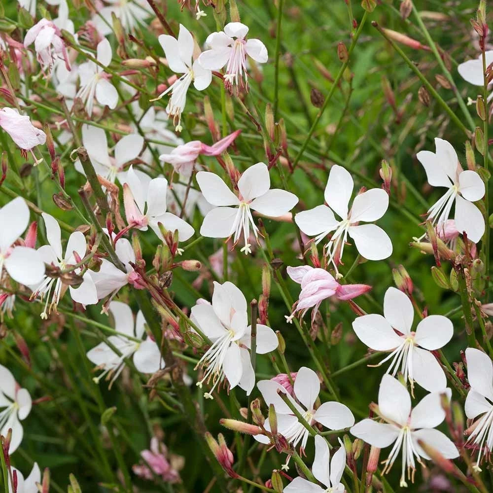Prachtkerze ‘Whirling Butterflies’ (Gaura Lindheimeri), 4 Stück 3 Prachtkerze ‘Whirling Butterflies’ (Gaura Lindheimeri), 4 Stück