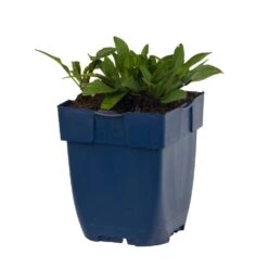 Kissenaster 'Prof. A. Kippenberg', 4 Stück -Vogel Futter Geschaft 671760120 aster prof a kippenberg studio 1