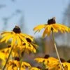 Leuchtender Sonnenhut 'Goldsturm' (Rudbeckia Fulgida), 4 Stück 1 Leuchtender Sonnenhut 'Goldsturm' (Rudbeckia Fulgida), 4 Stück -Vogel Futter Geschaft 672680120 1 1