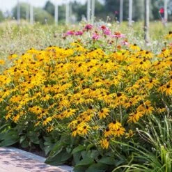 Leuchtender Sonnenhut 'Goldsturm' (Rudbeckia Fulgida), 4 Stück -Vogel Futter Geschaft 672680120 2 1