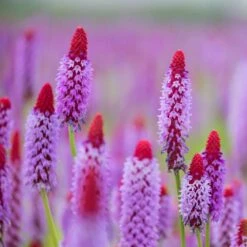 Orchideenprimel (Primula Viallii), 8 Stück -Vogel Futter Geschaft 80031 1 1