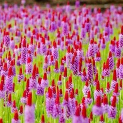 Orchideenprimel (Primula Viallii), 8 Stück -Vogel Futter Geschaft 80031 orchideeprimula