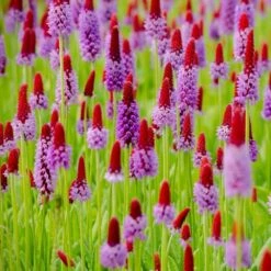 Orchideenprimel (Primula Viallii), 8 Stück -Vogel Futter Geschaft 80031 orchideeprimula 2