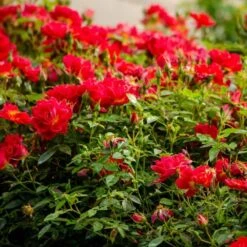 Rose Bijenweelde® Rot, Im Topf -Vogel Futter Geschaft 80153 bijenweelde rood 2