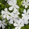 Weisses Immergrün (Vinca Minor Alba), 8 Stück -Vogel Futter Geschaft 80268 witte maagdenpalm moh 0410 2250 2
