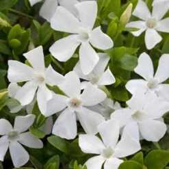 Weisses Immergrün (Vinca Minor Alba), 8 Stück