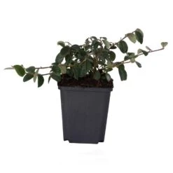 Zwergmispel (Cotoneaster Dammeri), 8 Stück -Vogel Futter Geschaft 80344 cotoneaster dammeri dv 7233 1