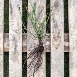 Rose Bijenweelde® Hellrot, Wurzelnackt (5 Stück) -Vogel Futter Geschaft 803500120 jvg 2508 1 1