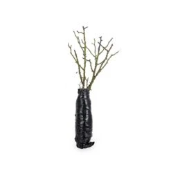 Rose Bijenweelde® Rot, Wurzelnackt (5 Stück) -Vogel Futter Geschaft 803500120 jvg 7707 8