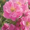 Rose Bijenweelde® Rosa, Wurzelnackt (5 Stück) -Vogel Futter Geschaft 803540120 bienenweide rosa 1