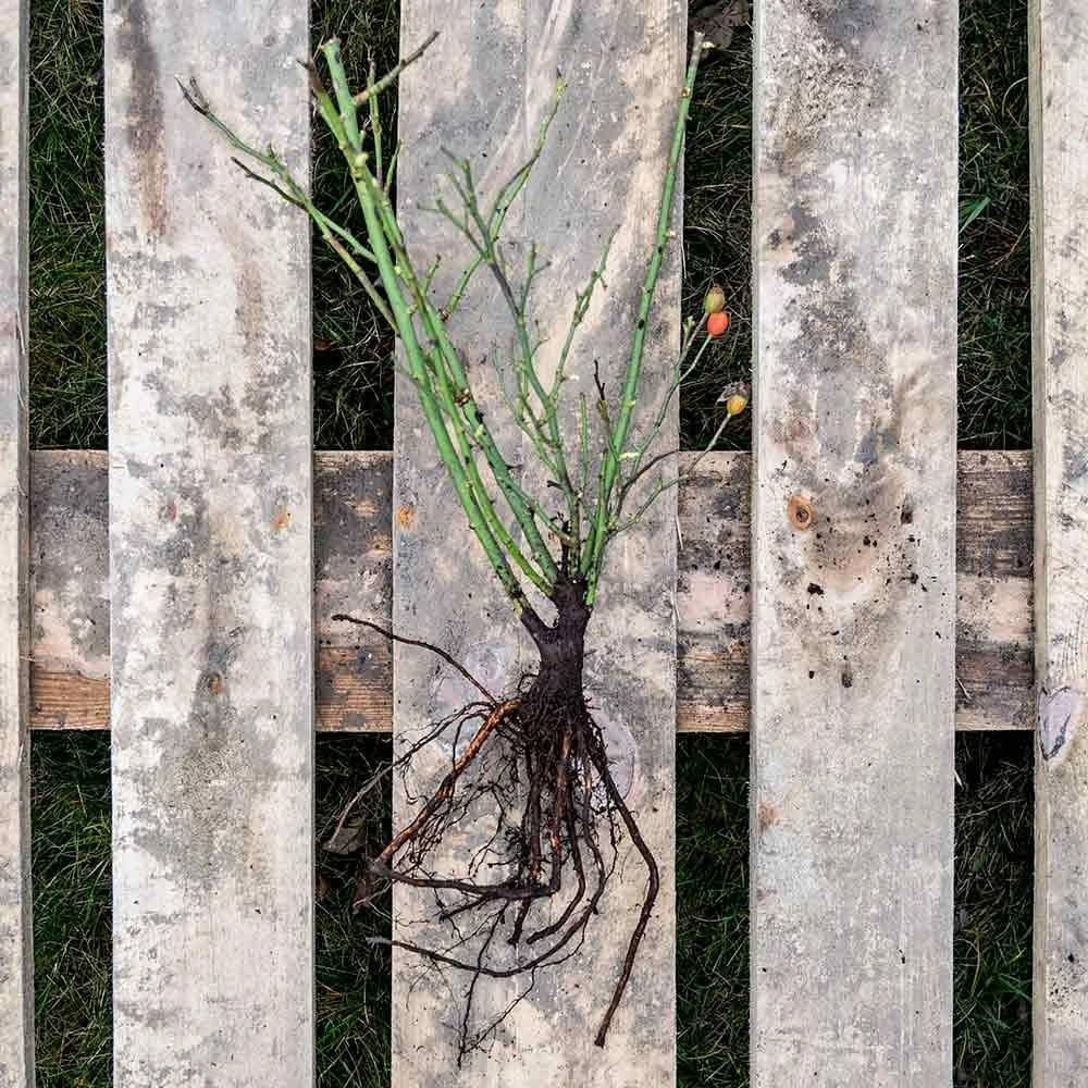 Rose Bijenweelde® Rosa, Wurzelnackt (5 Stück) 4 Rose Bijenweelde® Rosa, Wurzelnackt (5 Stück) – Bild 2