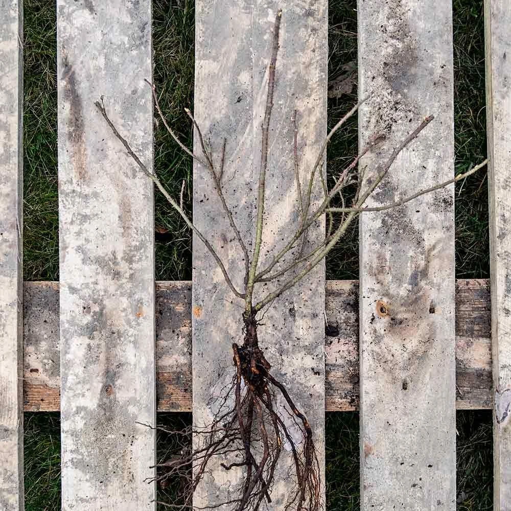 Kartoffelrose Strandperle® Amrun, Wurzelnackt (5 Stück) 4 Kartoffelrose Strandperle® Amrun, Wurzelnackt (5 Stück) – Bild 2