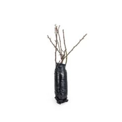 Kartoffelrose Strandperle® Amrun, Wurzelnackt (5 Stück) 7 Kartoffelrose Strandperle® Amrun, Wurzelnackt (5 Stück) -Vogel Futter Geschaft 803680120 jvg 7709 1 1