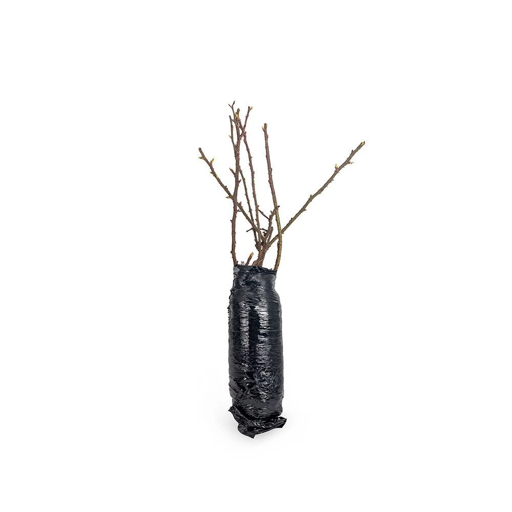 Kartoffelrose Strandperle® Amrun, Wurzelnackt (5 Stück) 5 Kartoffelrose Strandperle® Amrun, Wurzelnackt (5 Stück) – Bild 3