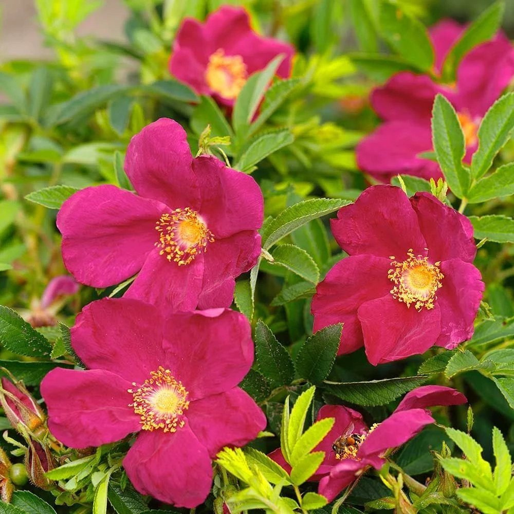 Kartoffelrose Strandperle® Amrun, Wurzelnackt (5 Stück) 3 Kartoffelrose Strandperle® Amrun, Wurzelnackt (5 Stück)