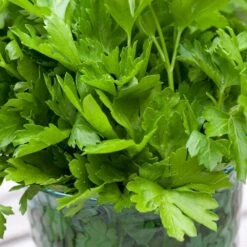 Petersilie (Petroselinum Neapolitanum), 4 Stück