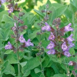 Echter Salbei (Salvia Officinalis), 4 Stück