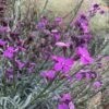 Ausdauernder Goldlack (Erysimum 'Bowles Mauve'), 4 Stück -Vogel Futter Geschaft 804410120 erysimum bowles mauve 2 1