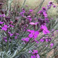 Ausdauernder Goldlack (Erysimum 'Bowles Mauve'), 4 Stück
