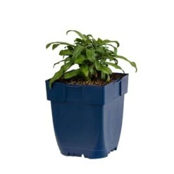 Ausdauernder Goldlack (Erysimum 'Bowles Mauve'), 4 Stück -Vogel Futter Geschaft 804410120 erysimum bowles mauve studio 1