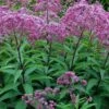Wasserdost (Eupatorium Dubium 'Little Joe'), 4 Stück -Vogel Futter Geschaft 804420120 0810 8200 1