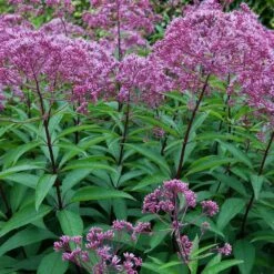 Wasserdost (Eupatorium Dubium 'Little Joe'), 4 Stück