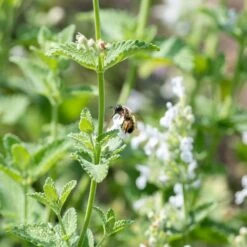 Katzenminze (Nepeta Faassenii), 4 Stück -Vogel Futter Geschaft 804440120 nepeta faassenii alba dv 0582 1