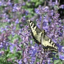 Katzenminze (Nepeta Faassenii), 4 Stück