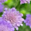 Tauben-Skabiose (Scabiosa Col. 'Butterfly Blue'), 4 Stück -Vogel Futter Geschaft 804450120 moh 0615 3644 1