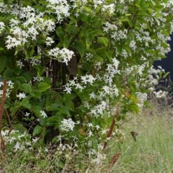 Gewöhnliche Waldrebe (Clematis Vitalba), 4 Stück