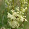 Echtes Mädesüß (Filipendula Ulmaria), 4 Stück 2 Echtes Mädesüß (Filipendula Ulmaria), 4 Stück -Vogel Futter Geschaft 804560120 moh 0715 8537 1