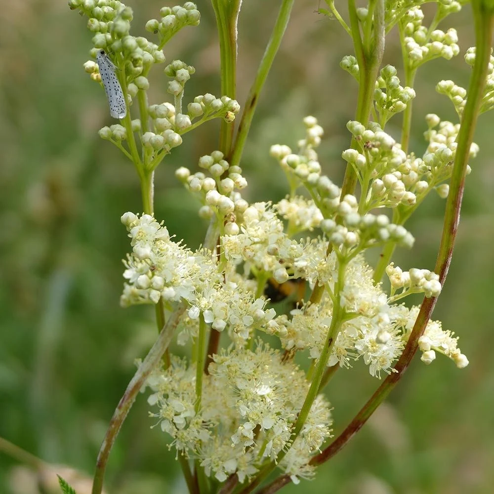 Echtes Mädesüß (Filipendula Ulmaria), 4 Stück 3 Echtes Mädesüß (Filipendula Ulmaria), 4 Stück