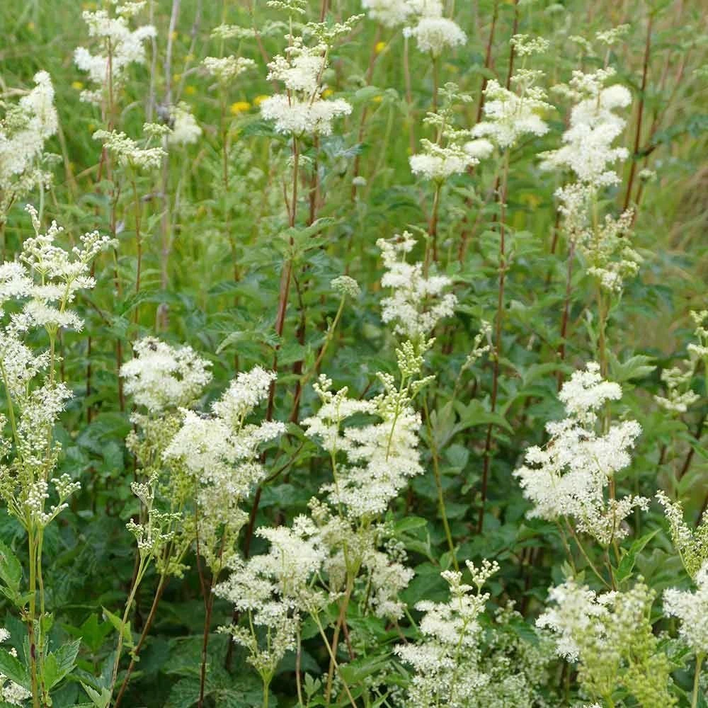 Echtes Mädesüß (Filipendula Ulmaria), 4 Stück 4 Echtes Mädesüß (Filipendula Ulmaria), 4 Stück - Image 2