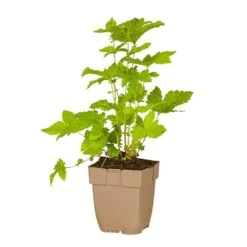 Echtes Mädesüß (Filipendula Ulmaria), 4 Stück 7 Echtes Mädesüß (Filipendula Ulmaria), 4 Stück -Vogel Futter Geschaft 804560120 pot 8713469350037 1