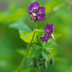 Brauner Storchschnabel (Geranium Phaeum), 4 Stück