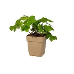 Brauner Storchschnabel (Geranium Phaeum), 4 Stück -Vogel Futter Geschaft 804570120 pot 8717191531580 1