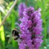 Heil-Ziest (Stachys Officinalis), 4 Stück -Vogel Futter Geschaft 804770120 moh 0709 0290 1