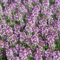 Breitblättriger Thymian (Thymus Pulegioides) - 4 Stück