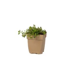 Breitblättriger Thymian (Thymus Pulegioides) - 4 Stück -Vogel Futter Geschaft 804790120 pot 8713469775236 1