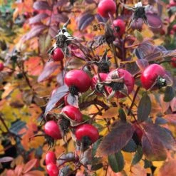 Rose Jam-a-Licious, Im Topf -Vogel Futter Geschaft 804920120 rose jam a licious jam a liciousr herfst low res 1