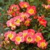 Rose Bijenweelde® Bicolor, Wurzelnackt (5 Stück) -Vogel Futter Geschaft 80931 bienenweide r bicolor 1 1 1