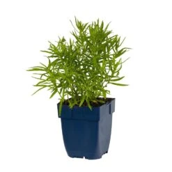 Sumpf-Schafgarbe (Achillea Ptarmica 'The Pearl'), 4 Stück -Vogel Futter Geschaft 810200120 achillea ptarm the pearl studio 1 1