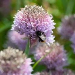 Berg-Lauch (Allium Senescens), 4 Stück -Vogel Futter Geschaft 810210120 alliu senescens dv 0626 1