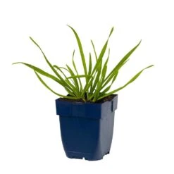 Berg-Lauch (Allium Senescens), 4 Stück -Vogel Futter Geschaft 810210120 allium senescens studio 1 1