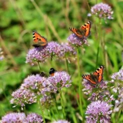 Berg-Lauch (Allium Senescens), 4 Stück -Vogel Futter Geschaft 810210120 allium senescens 1 1